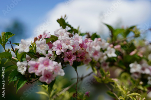 Weigela flower with partly cloudy sky.