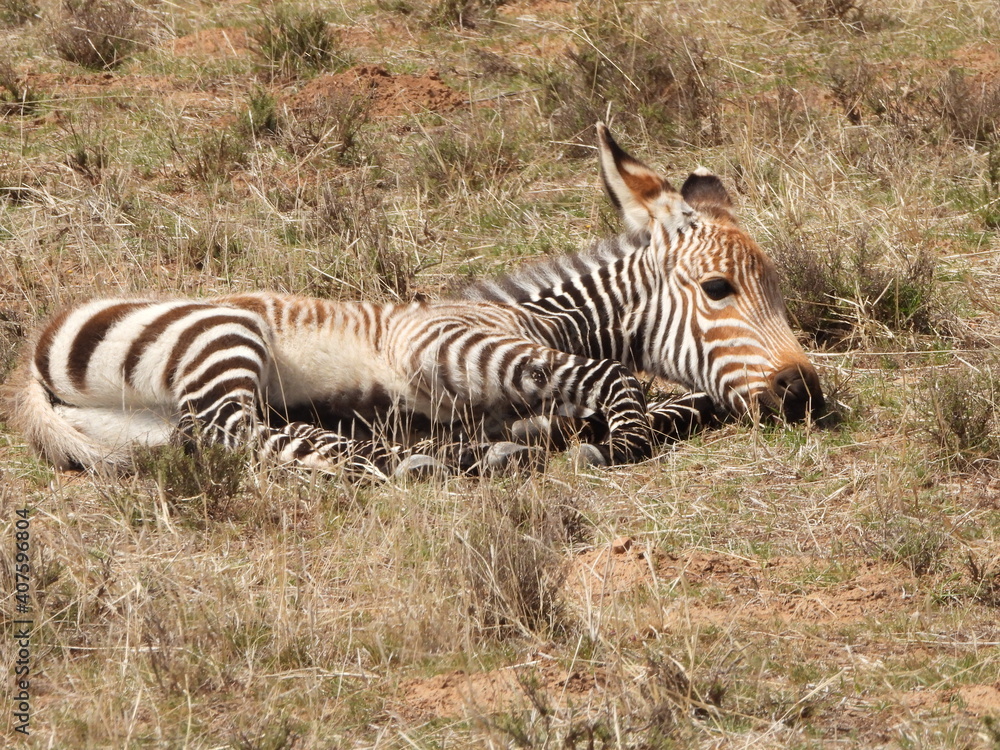 Fototapeta premium Mountain zebra foal resting