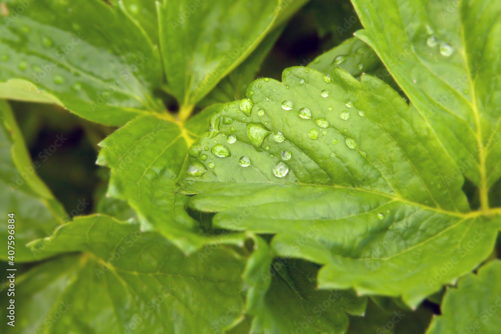 Garden. Strawberry sprouts. Strawberry leaf. Dew Garden. Strawberry sprouts. Strawberry leaf. Dew