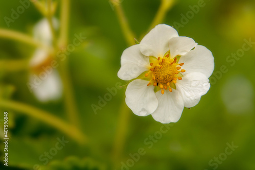 Garden. Strawberry sprouts. Strawberry flowering