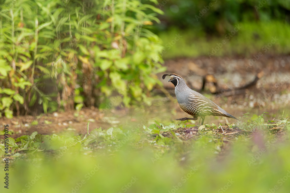 Obraz premium California Quail cock with the characteristic curving crest or plume