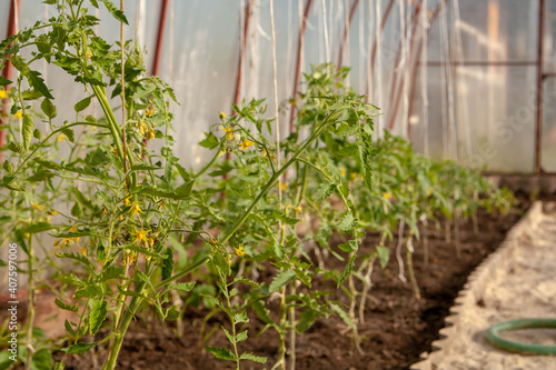 Greenhouse. Tomato seedling. Agriculture, farm.