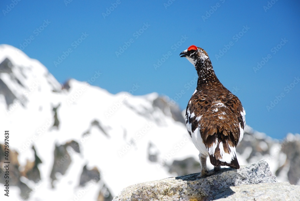 山岳地帯に住む鳥　ライチョウ（Rock ptarmigan）