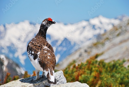Tableau sur toile 山岳地帯に住む鳥　ライチョウ（Rock ptarmigan）