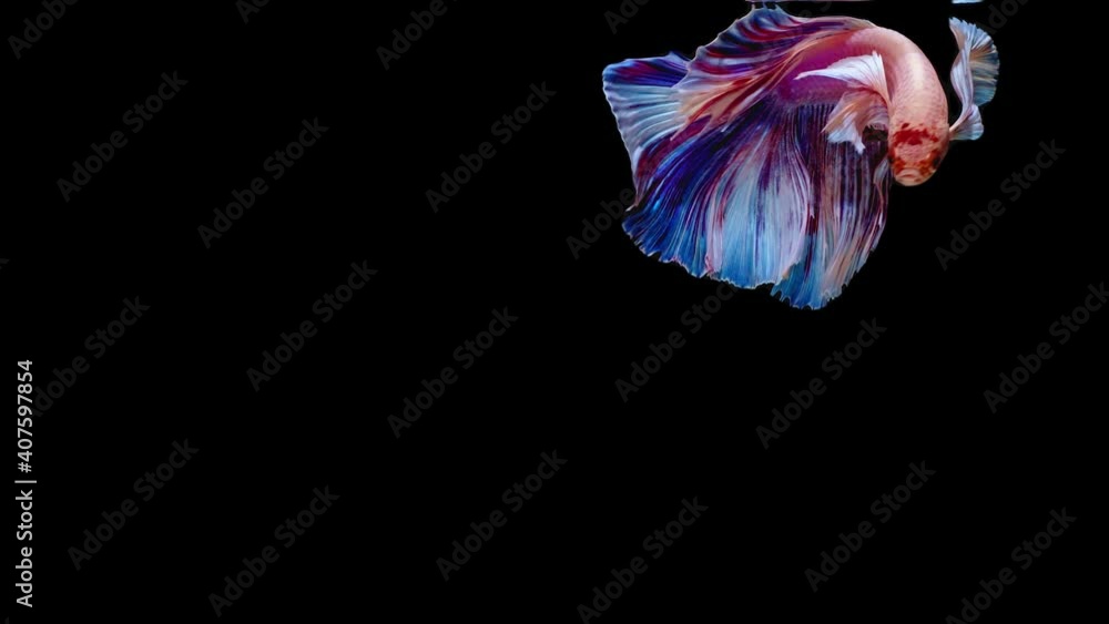 Siamese fighting fish (Betta splendens) Siamese fighting fish (Betta splendens)