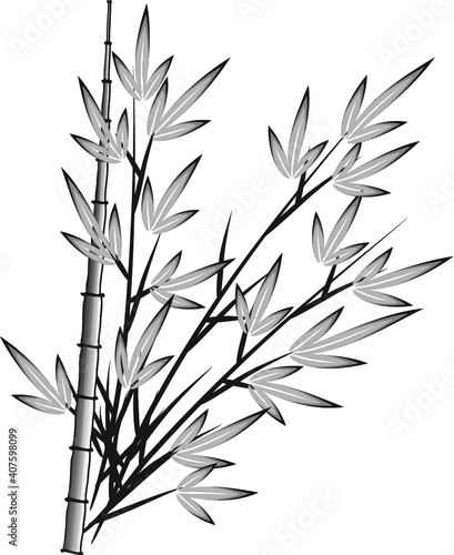 Fototapeta Naklejka Na Ścianę i Meble -  vector drawing bamboo 