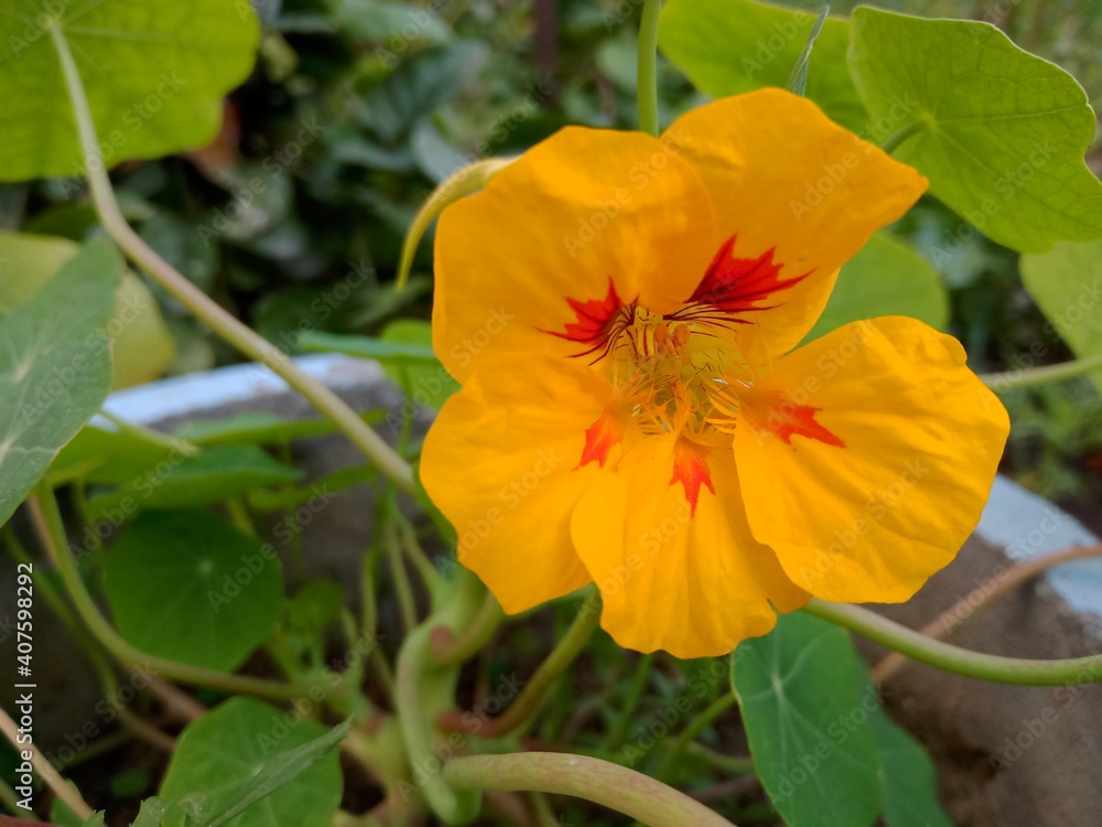 Close up Shot of Tropaeolum Majus Flower in Garden. Close up Shot of Tropaeolum Majus Flower in Garden.