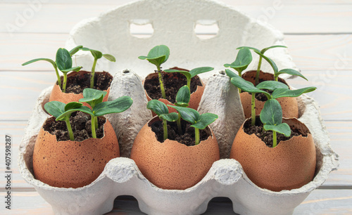 Seedling plants of cucumber in eggshells. Eco gardening. Reuse. Concept of environmentally friendly living. Plastic free, zero waste concept. Springtime. Easter.