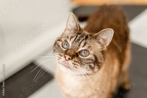 Striped tabby cat looking up, selective focus on eyes and ears