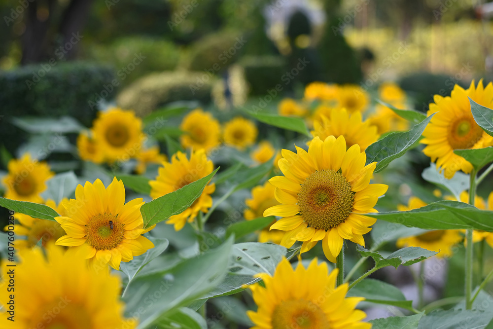 Fototapeta premium sunflowers