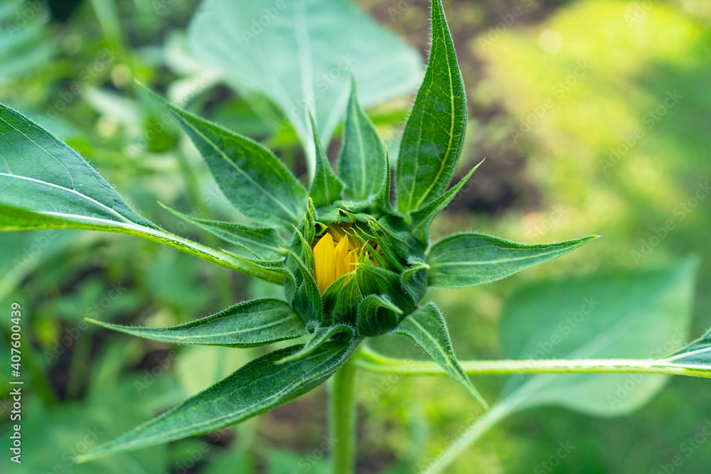 sunflowers sunflowers
