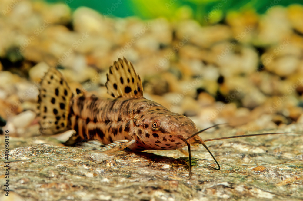 Megalechis thoracata