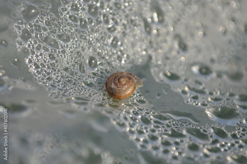 snail on the water