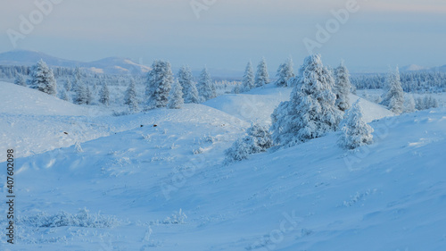 Panorama of Winter landscape of snow-capped mountains. Trees Covered With Snow In Sunny Day With Clear Blue Sky In the coldest place on Earth - Oymyakon.