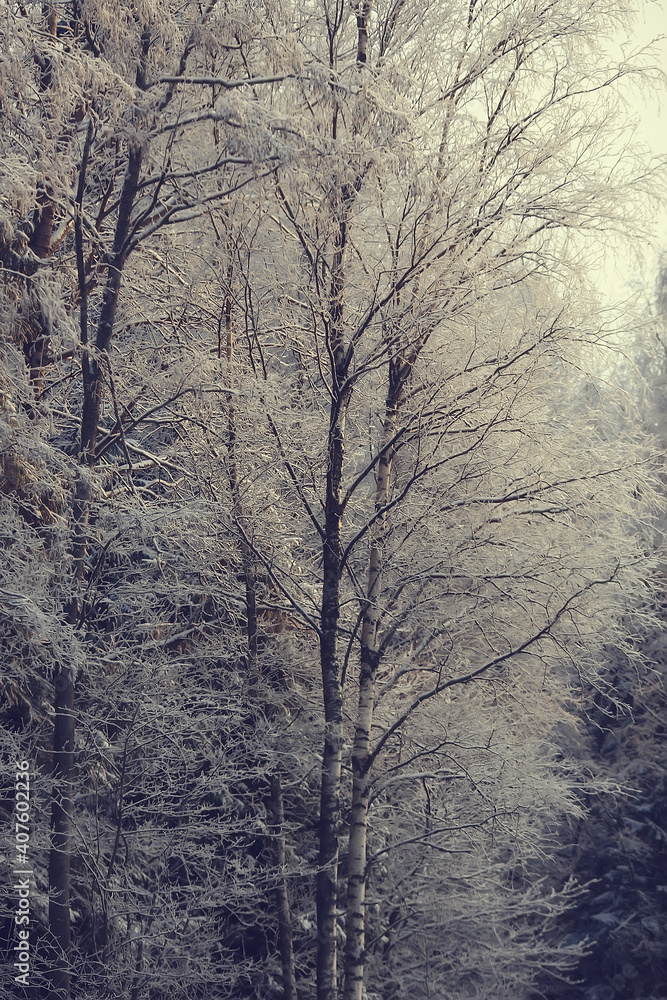 winter forest landscape covered with snow, december christmas nature white background winter forest landscape covered with snow, december christmas nature white background