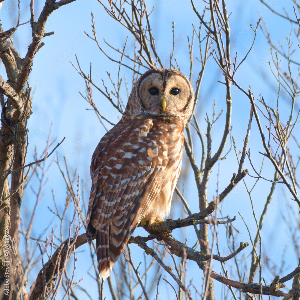 Obraz premium Barred Owl