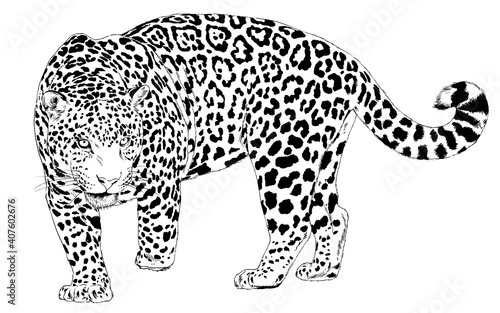 large leopard preparing to attack, hand-drawn for logo or tattoo, full-length