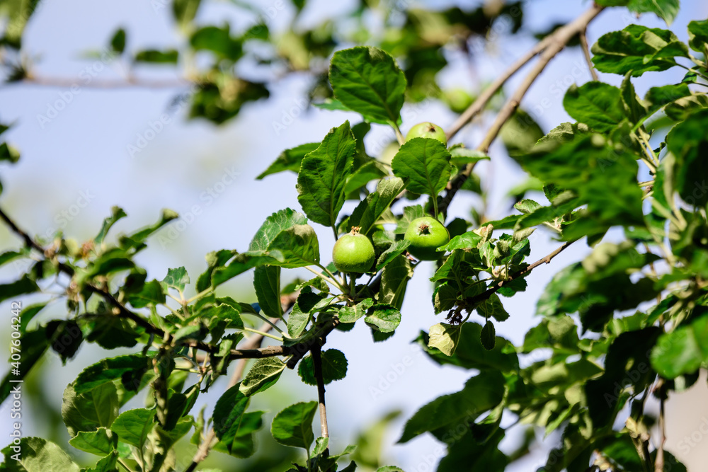 Young small green and red fruits and leaves in a large apple tree in direct sunlight in an orchard garden in a sunny summer day, beautiful outdoor floral background photographed with selective focus. Young small green and red fruits and leaves in a large apple tree in direct sunlight in an orchard garden in a sunny summer day, beautiful outdoor floral background photographed with selective focus.
