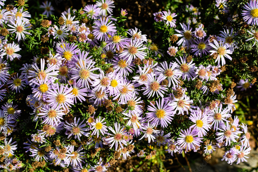 Many small vivid blue flowers of Aster amellus plant, known as the European Michaelmas daisy, in a garden in a sunny autumn day, beautiful outdoor floral background photographed with soft focus. Many small vivid blue flowers of Aster amellus plant, known as the European Michaelmas daisy, in a garden in a sunny autumn day, beautiful outdoor floral background photographed with soft focus.