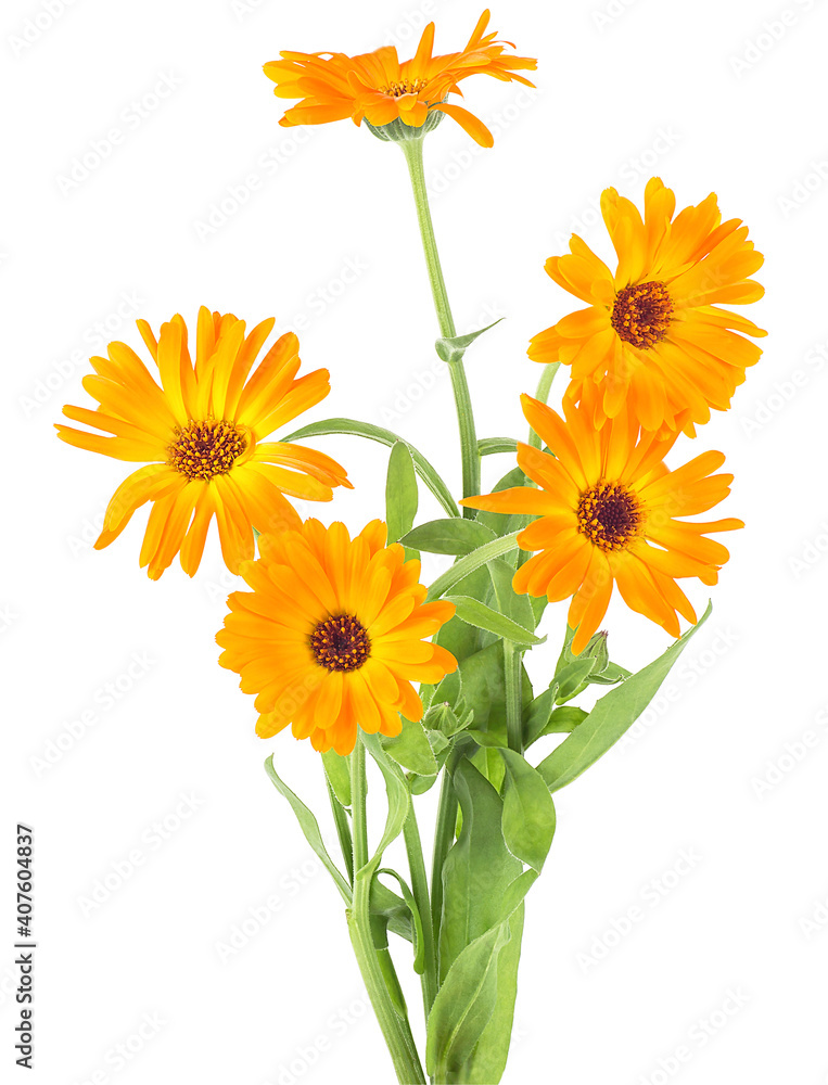 Bouquet of orange marigold flowers with leaves isolated on a white background. Calendula officinalis.