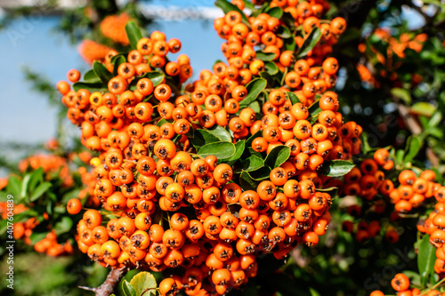 Small yellow and orange fruits or berries of Pyracantha plant  also known as firethorn in a garden in a sunny autumn day  beautiful outdoor floral background photographed with soft focus.