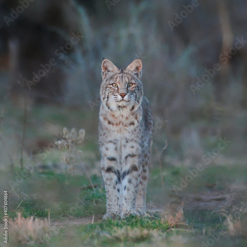 Bobcat