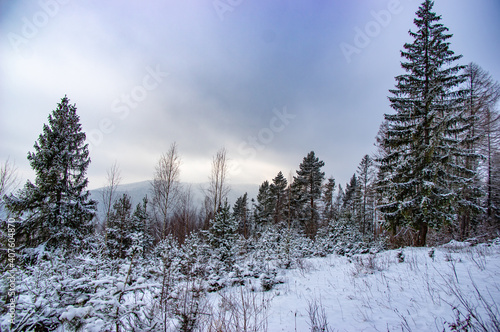 Snowy forest in the mountains