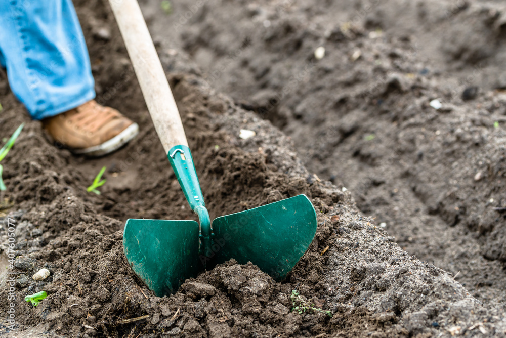 Farmer on field working with a hoe. Preparing rows for planting potato seeds. Organic farming concept. Farmer on field working with a hoe. Preparing rows for planting potato seeds. Organic farming concept.