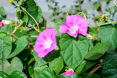 One delicate vivid pink flower of morning glory plant in a a garden in a sunny summer garden  outdoor floral background photographed with soft focus.