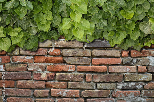 Green ivy grows on old brick wall. Old stone wall with ivy as background.