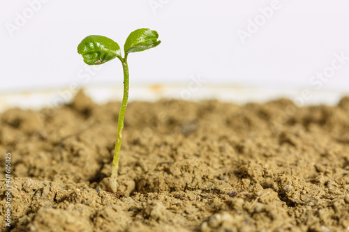 Bild auf Leinwand The  seedlings in the crevices of the ground,close up