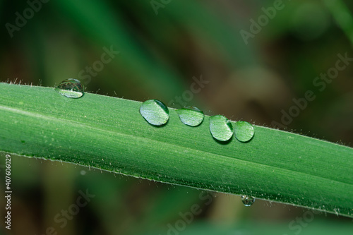 Dew drop on green leaf with nature background,close up