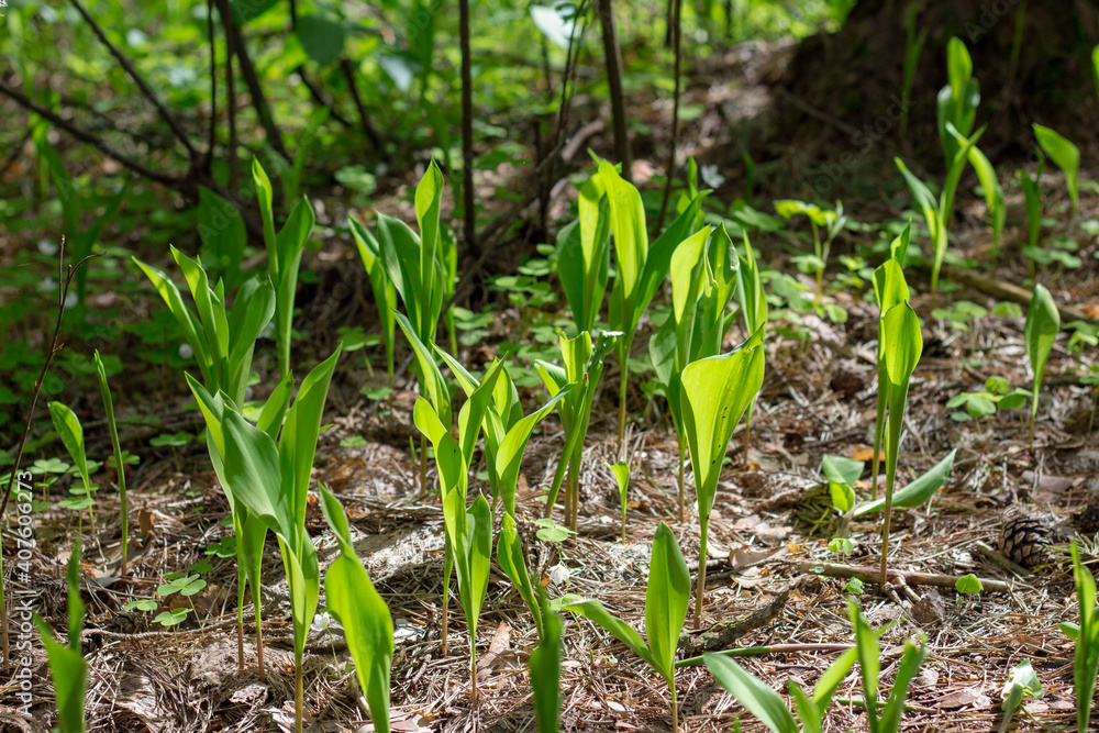 fresh spring grass or flowers sprouting in the forest, the concept of rebirth and new life fresh spring grass or flowers sprouting in the forest, the concept of rebirth and new life