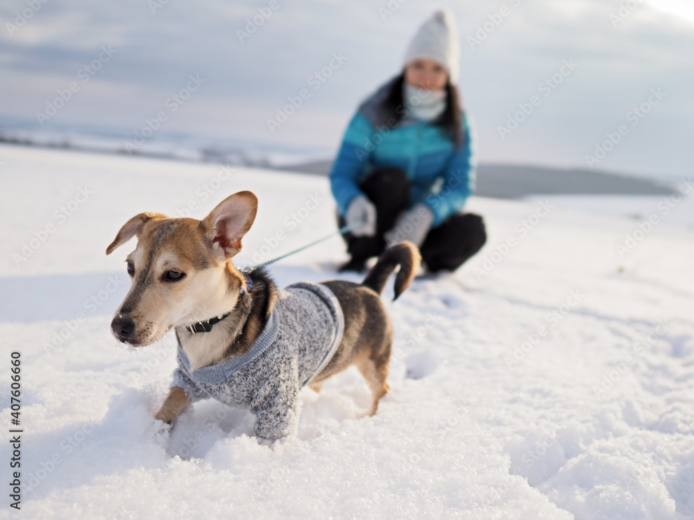 woman walks the small dog in woolen clothes in the snow during winter time