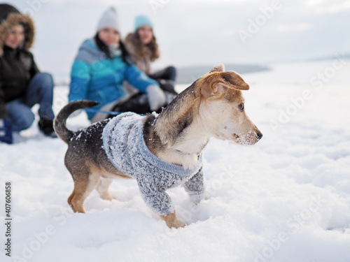 family walks the small dog in woolen clothes in the snow during winter time