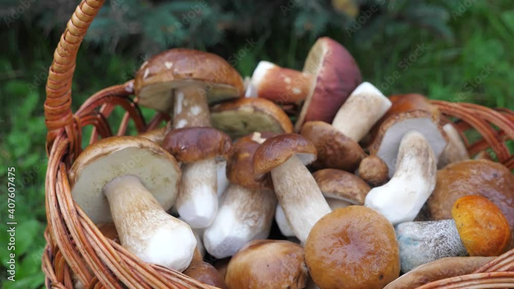 Women Hands puts the basket full of edulis mushrooms. Picking up mushrooms. Women Hands puts the basket full of edulis mushrooms. Picking up mushrooms.