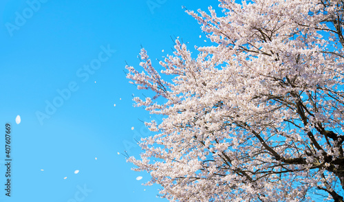 Spring background material for blue sky and cherry trees