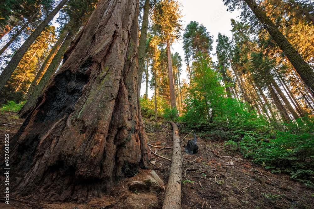 Giant Sequoia Forest, Sequoia National Park, California