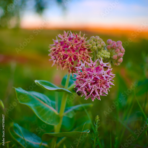 Showy Milkweed photo