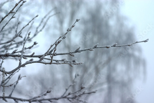 a twig covered with frost on a winter morning