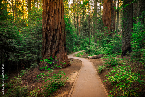 Sunset Path in the Giant Sequoia Forest, Sequoia National Park, California