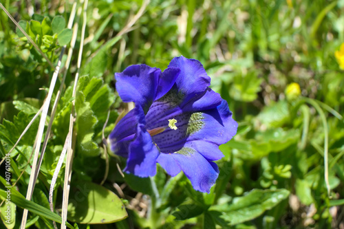 Bright blue alpine gentian with pistil on a lush mountain meadow in the alps