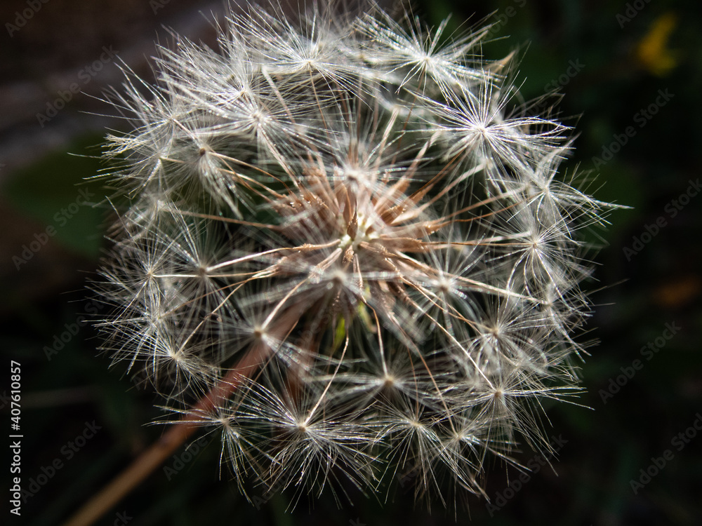 Obraz premium Diente de León