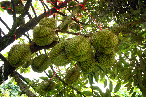 King of fruit  montong durian tree in the garden of Chanthaburi  Thailand