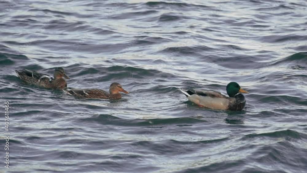Ducks swimming in the pond in the summer Ducks swimming in the pond in the summer