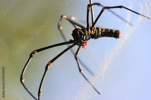 spider, insect, macro, nature, animal, arachnid, web, isolated, brown, black, white, closeup, bug, arachnophobia, wildlife, predator, scary, widow, creepy, close-up, phobia, hairy, poisonous, danger, 