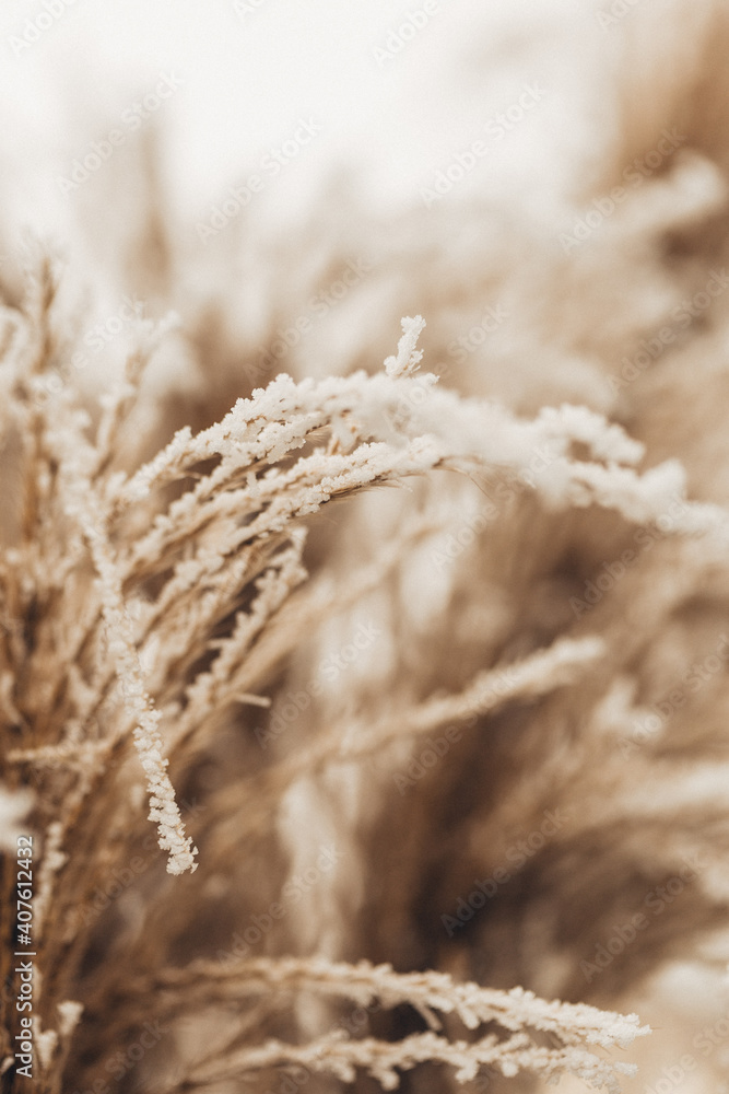 Fototapeta premium Pampasgras im Wind im Winter mit Schnee und Eis