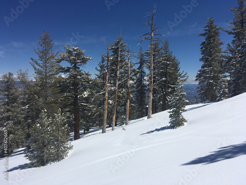 Scenic view of snow covered trees casting shadows on the snow covered mountain slope on a sunny winter day with blue skies