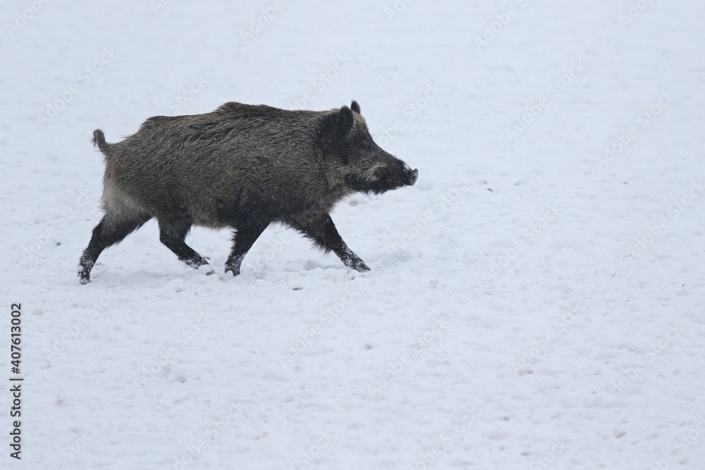 Wild boar in snow during winter time Wild boar in snow during winter time