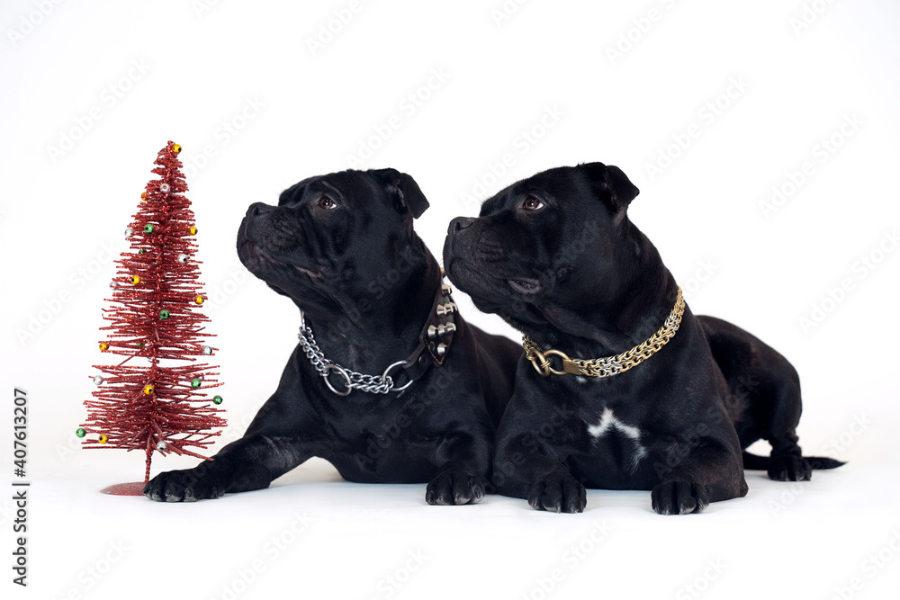 Fototapeta premium Two dogs of staffordshire bull terrier breed, black color, lying down on white background close to red toy new year tree. Pretty faces of a purebred dogs with attentive look, metal collars. Copy space